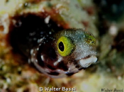 Blenny by Walter Bassi 